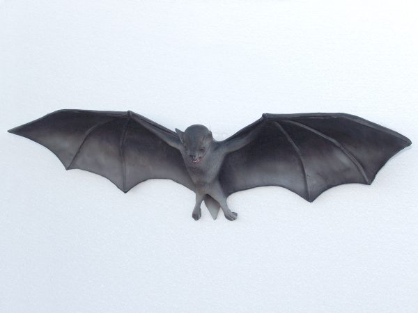 BAT HANGING