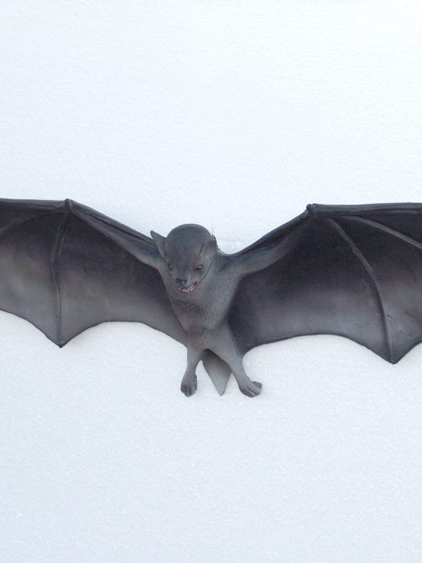 BAT HANGING