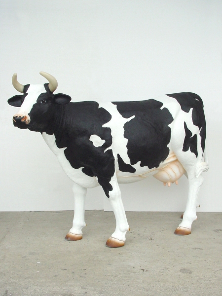COW  HEAD UP