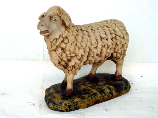 Sheep Standing