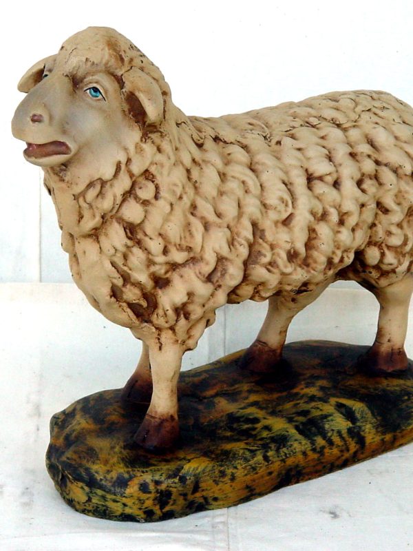 Sheep Standing