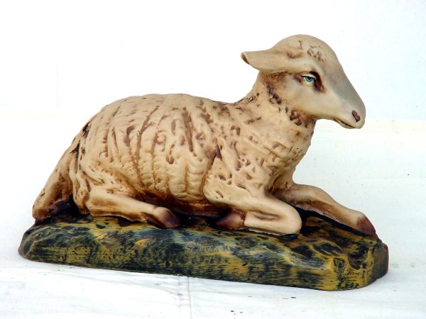 Sheep Lying