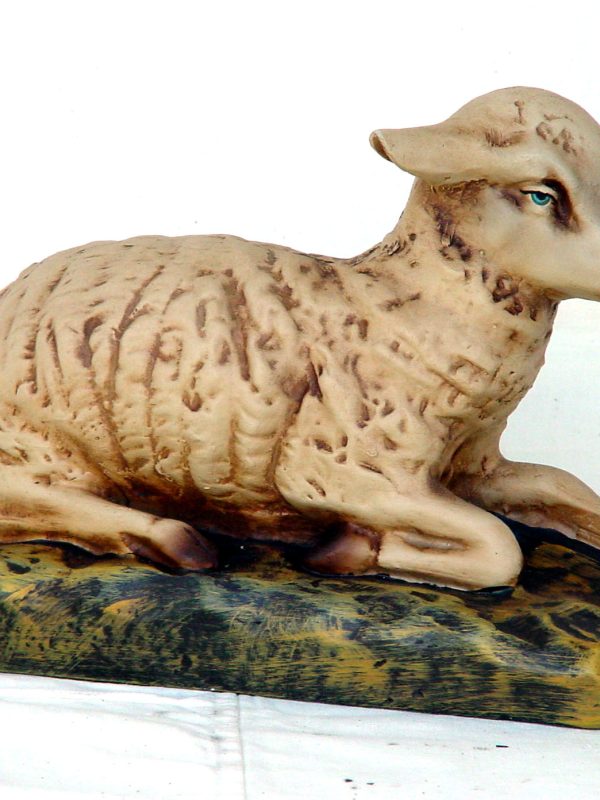 Sheep Lying