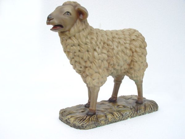 Sheep Standing