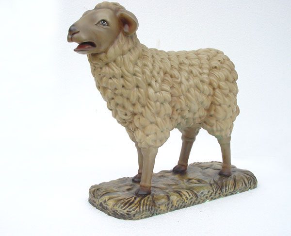 Sheep Standing
