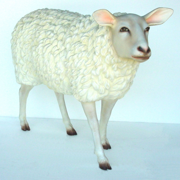 Sheep
