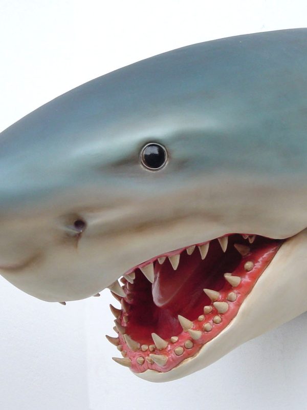 SHARK HEAD