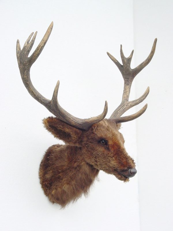REINDEER HEAD