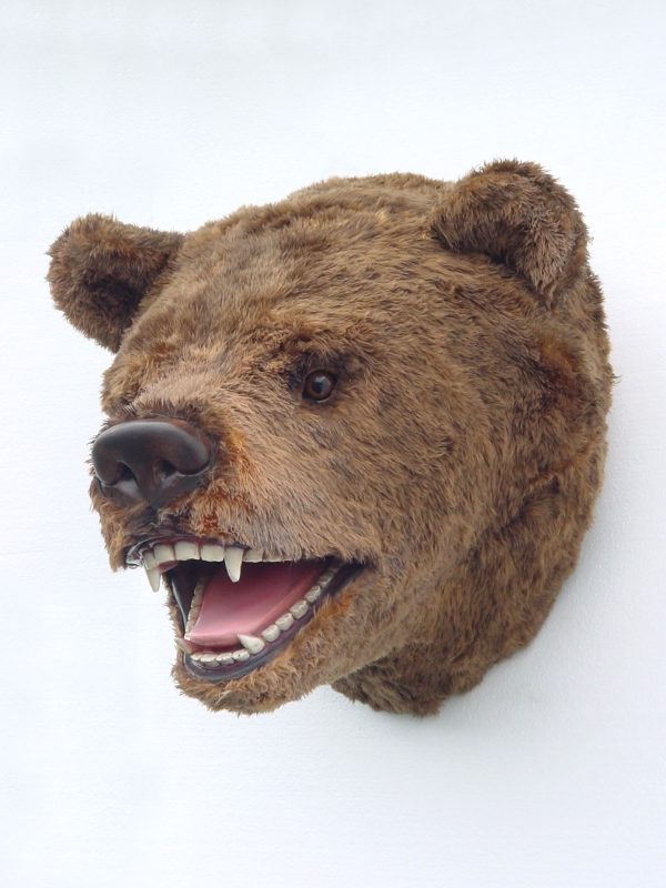 BEAR HEAD