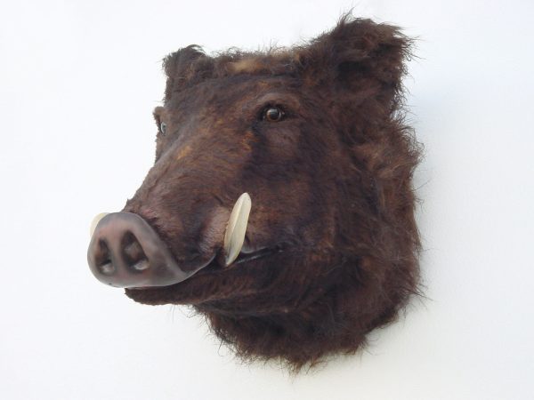 WILD BOAR HEAD