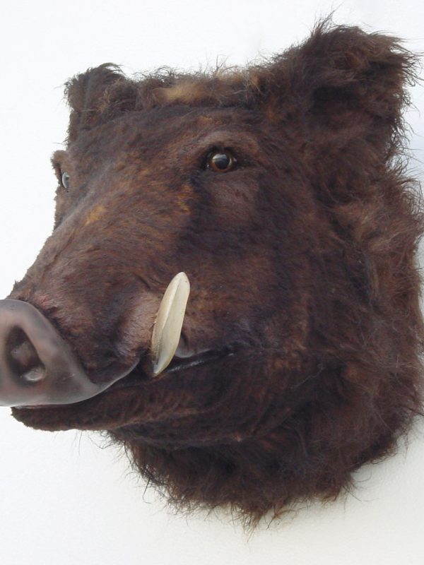 WILD BOAR HEAD