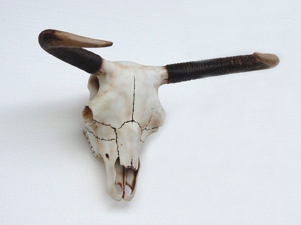 BULL SKULL