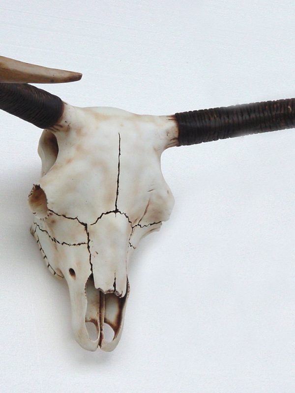 BULL SKULL