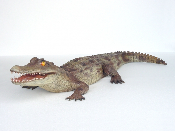 KAIMAN ALLIGATOR