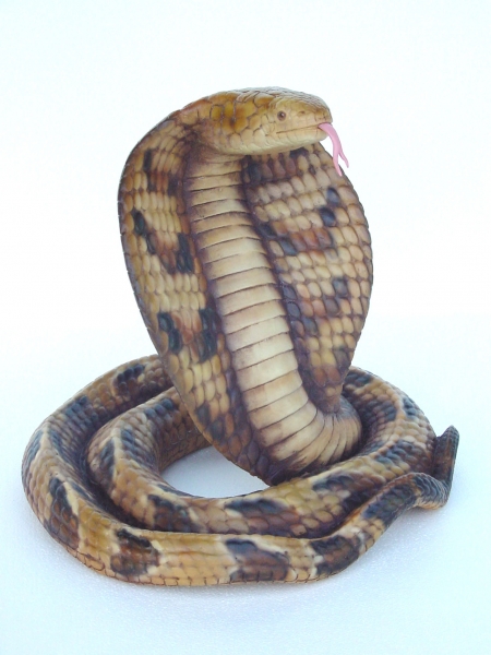 COBRA (Realistic color)