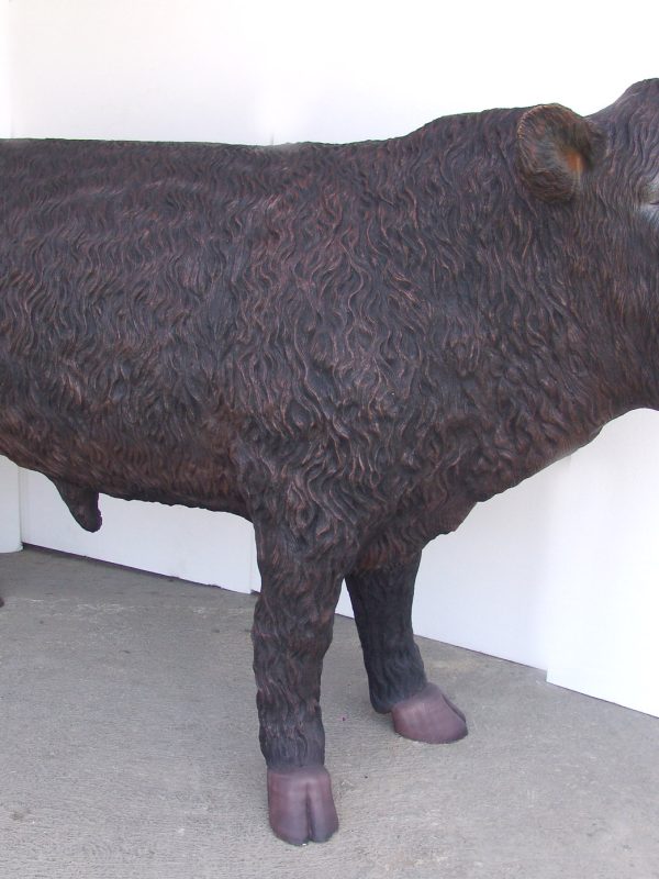 BLACK ANGUS BULL