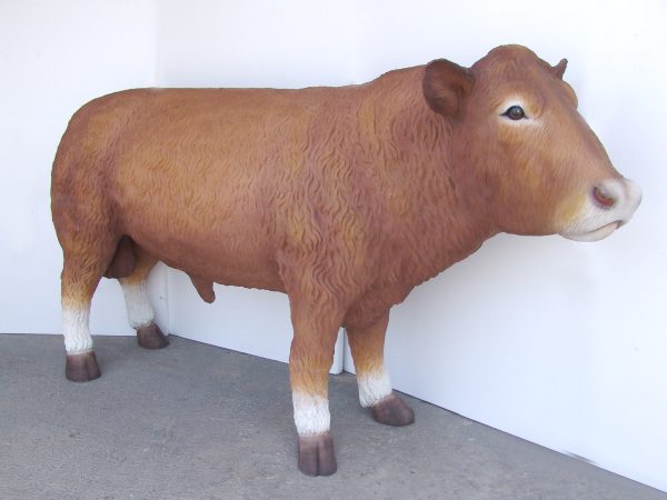 SOUTH DEVON BULL