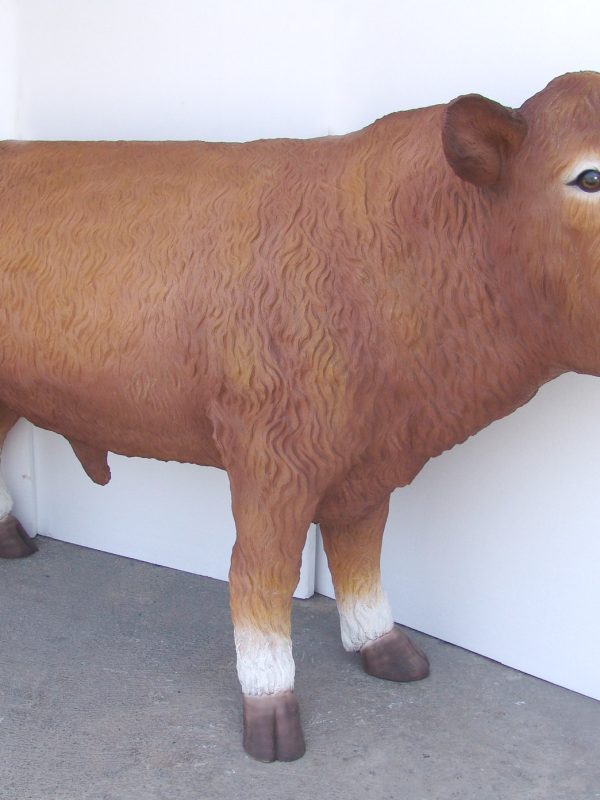 SOUTH DEVON BULL