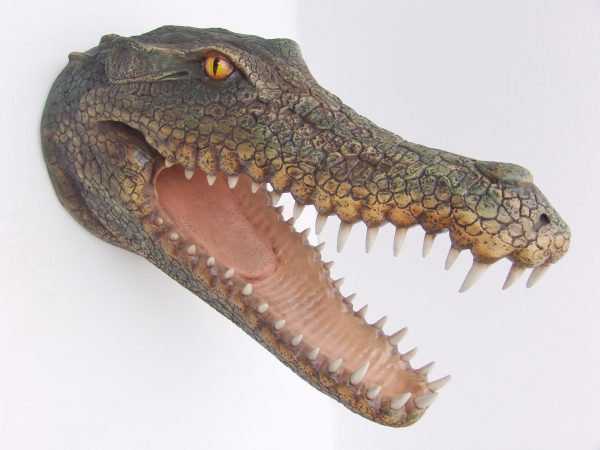 CROCODILE HEAD