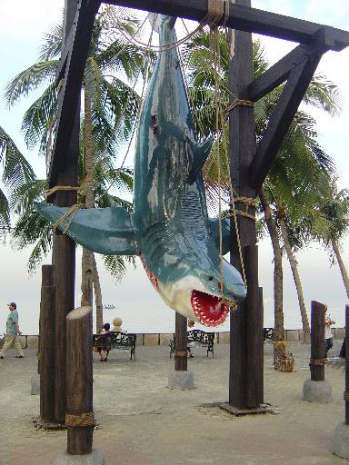 Shark (new)
