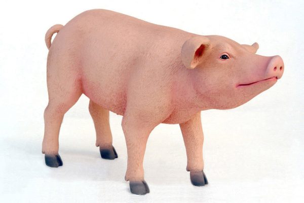 PIG STANDING