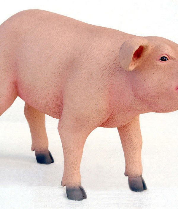 PIG STANDING