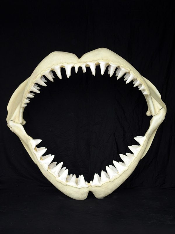 Great White Shark Jaws (Large)