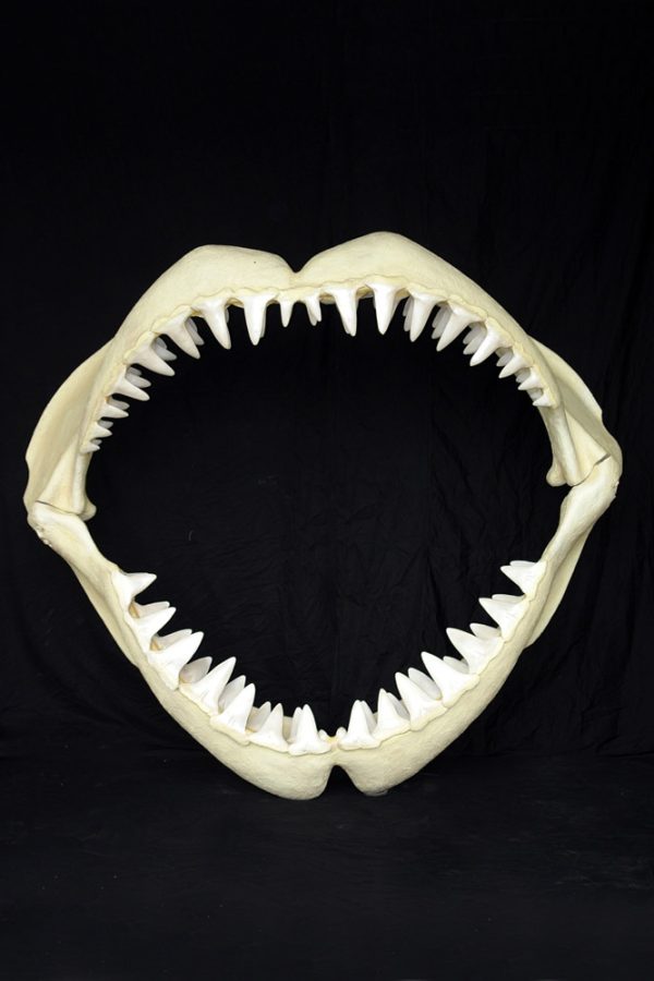 Great White Shark Jaws (Large)