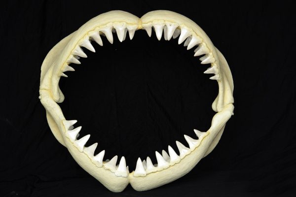 Great White Shark Jaws (Medium)