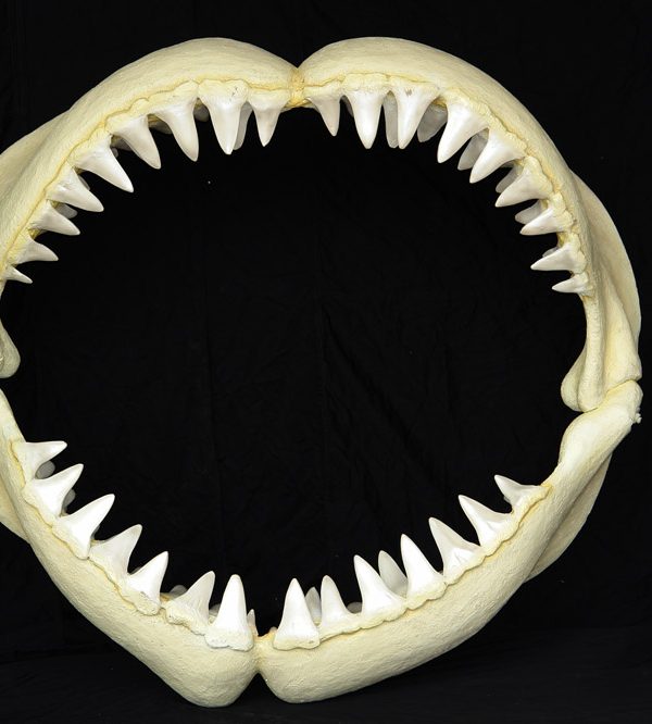 Great White Shark Jaws (Medium)