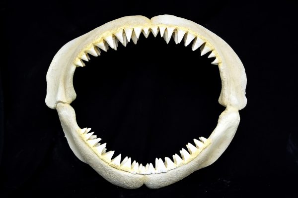 Great White Shark Jaws (Small)