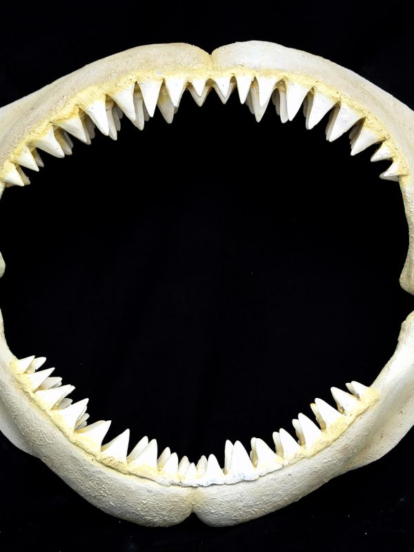 Great White Shark Jaws (Small)
