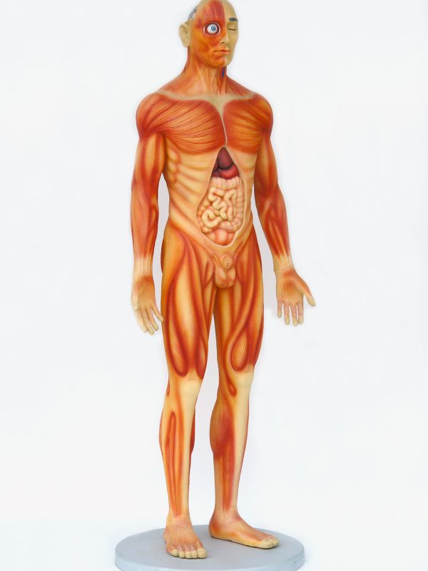 HUMAN ANATOMY (MALE)