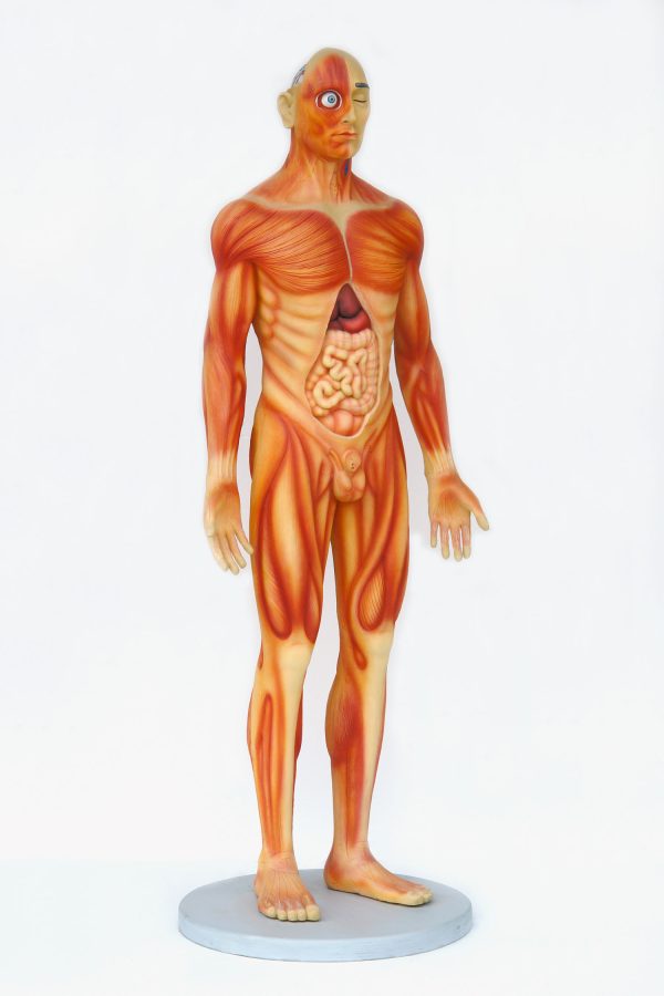 HUMAN ANATOMY (MALE)