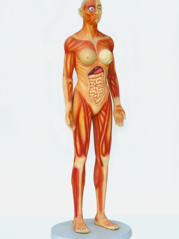 HUMAN ANATOMY (FEMALE)