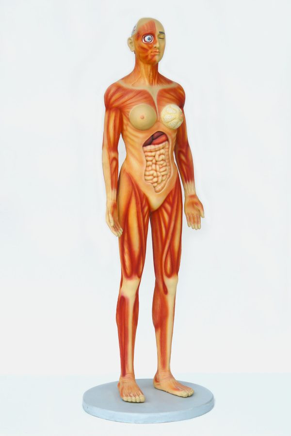 HUMAN ANATOMY (FEMALE)