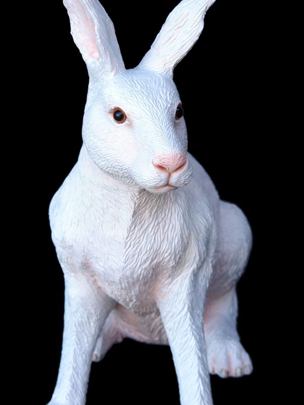 HARE