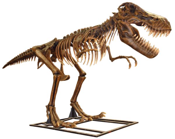 T-REX SKELETON (3.70 meters)