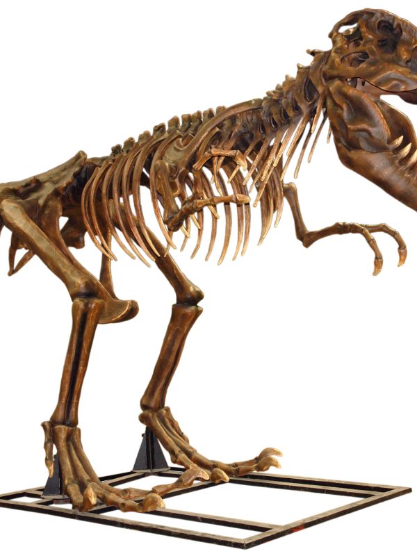 T-REX SKELETON (3.70 meters)