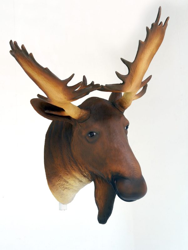 MOOSE HEAD (life-size)