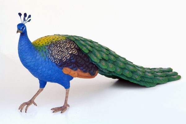 PEACOCK (MALE)