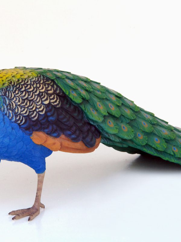 PEACOCK (MALE)