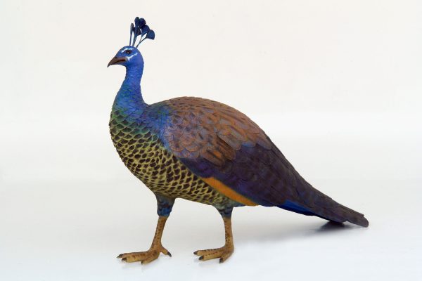 PEACOCK (FEMALE)