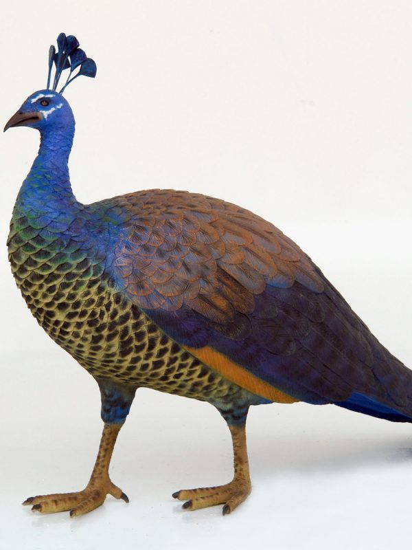 PEACOCK (FEMALE)