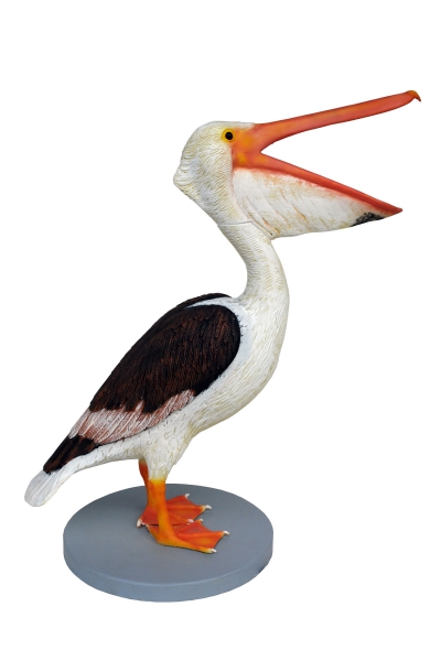 PELICAN STANDING (MALE)