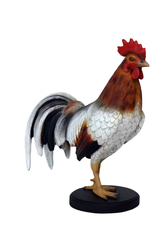 ROOSTER