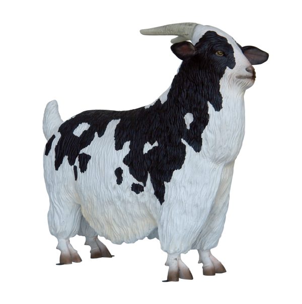 LANDRACE GOAT (MALE)
