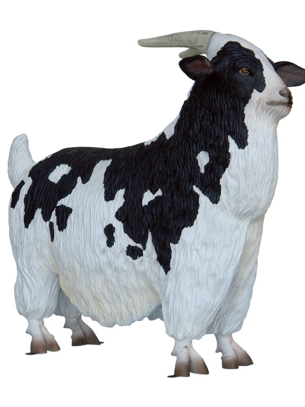 LANDRACE GOAT (MALE)