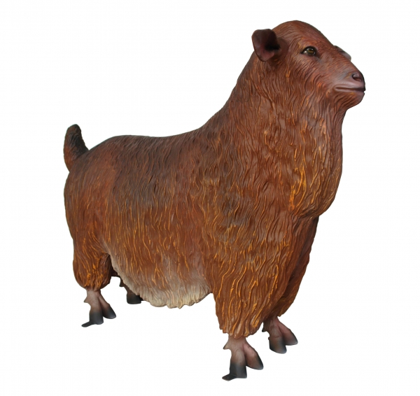 LANDRACE GOAT (FEMALE)
