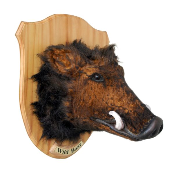 WILD BOAR HEAD ON PLATE